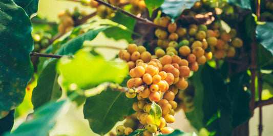 Colombian coffee is predominantly grown in the mountainous regions