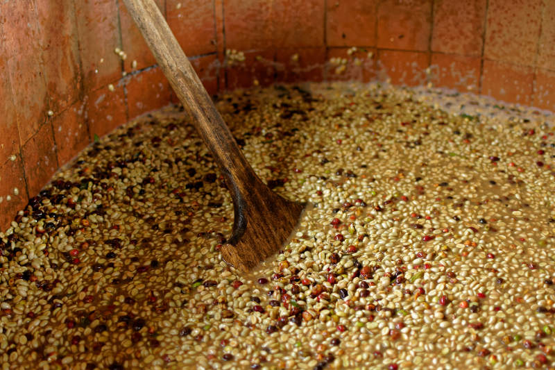 Coffee beans begins fermentation in the very first stage