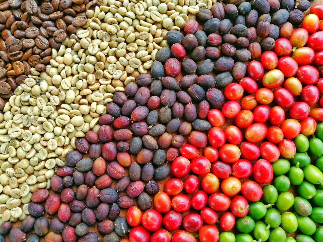 Specialty coffee, from green fruit to roasted bean