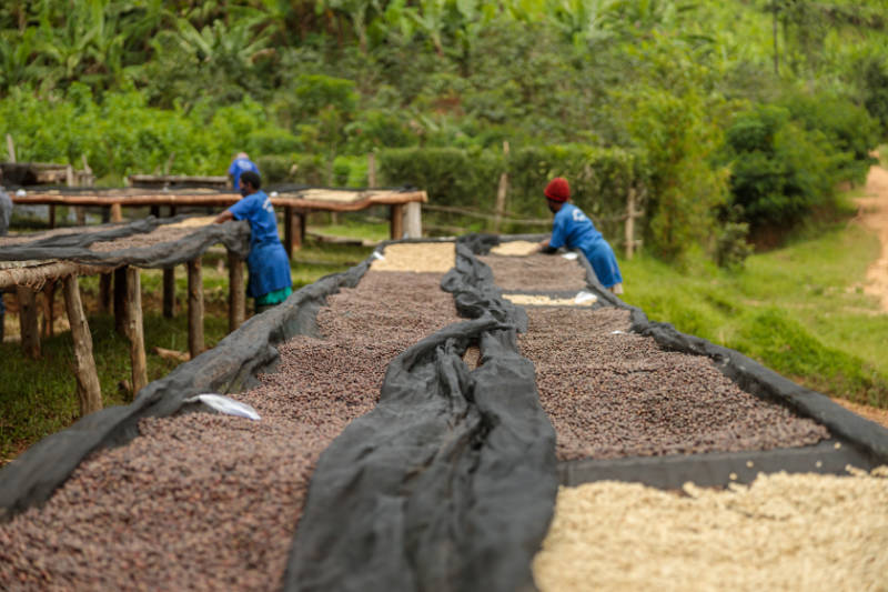 Coffee drying station at the farm