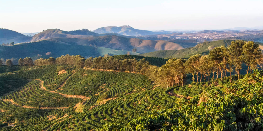 Growing Arabica is an expensive feat, as it requires exceptionally high altitudes ranging between 600-2000 meters