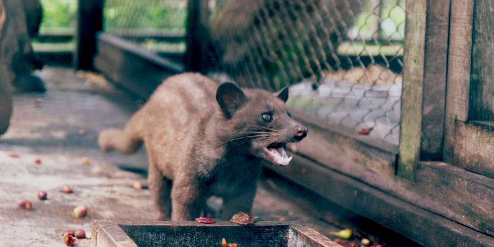 Musang in the cage due to coffee business