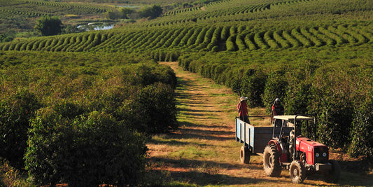 In Brazil, a variety of organizations are devoted to creating fresh varieties of coffee.