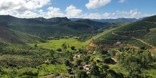 Coffee Tours to Farms in South America